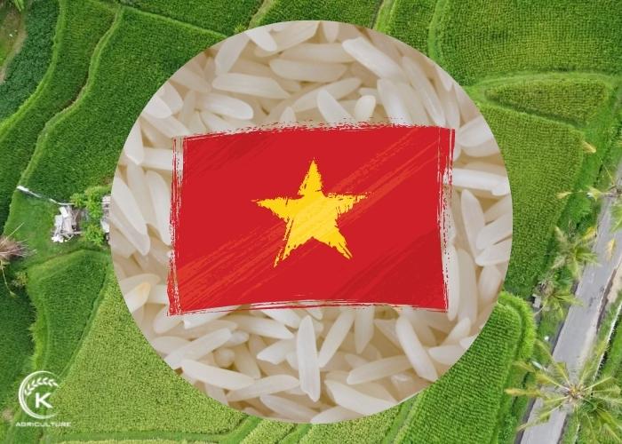 Vietnam-rice-export-to-Philippines-11