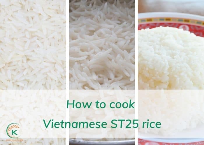 Vietnamese-ST25-rice-8
