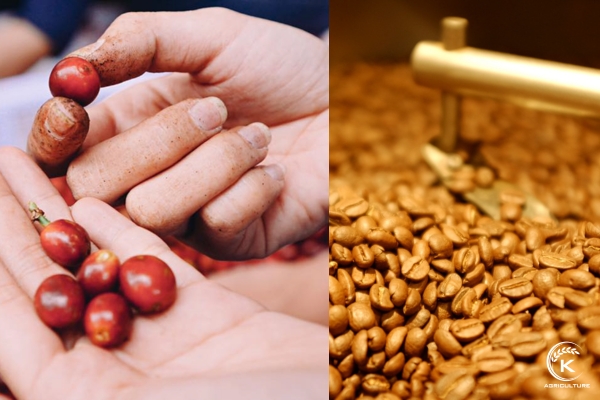 K-Agriculture - the best provider coffee in Vietnam