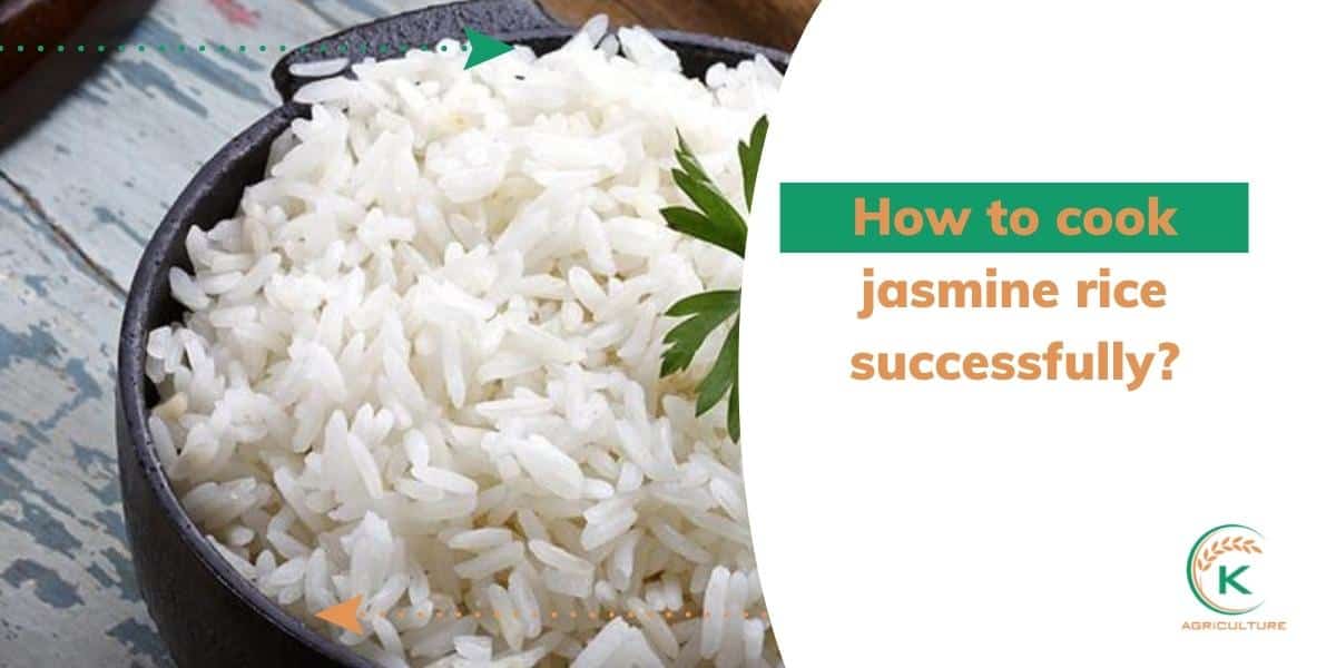 How To Cook Jasmine Rice Successfully? | K-Agriculture