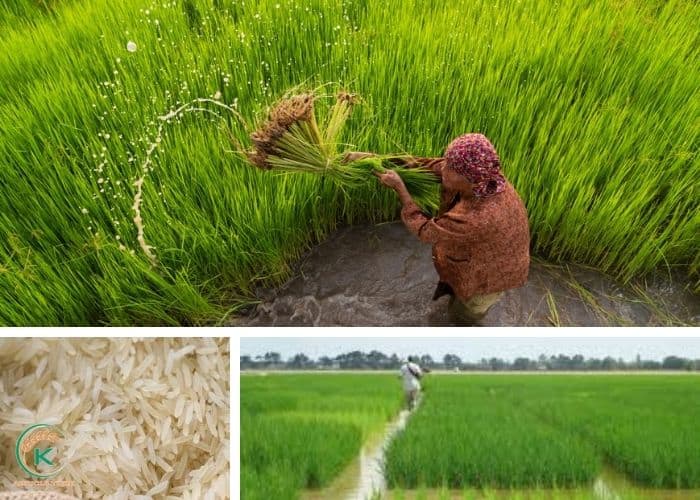 Basmati-rice-exporters-5