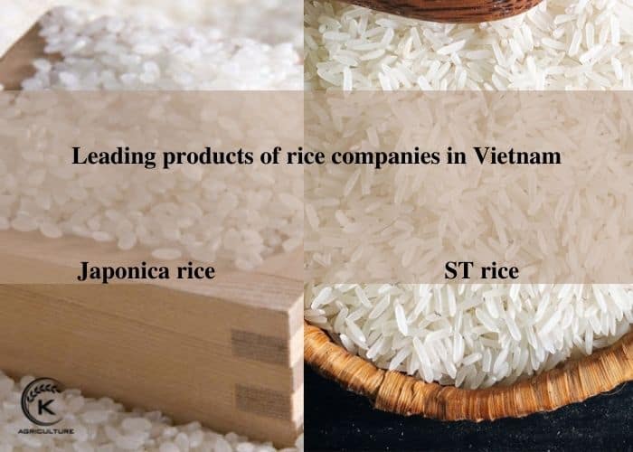 rice-companies-in-vietnam-1