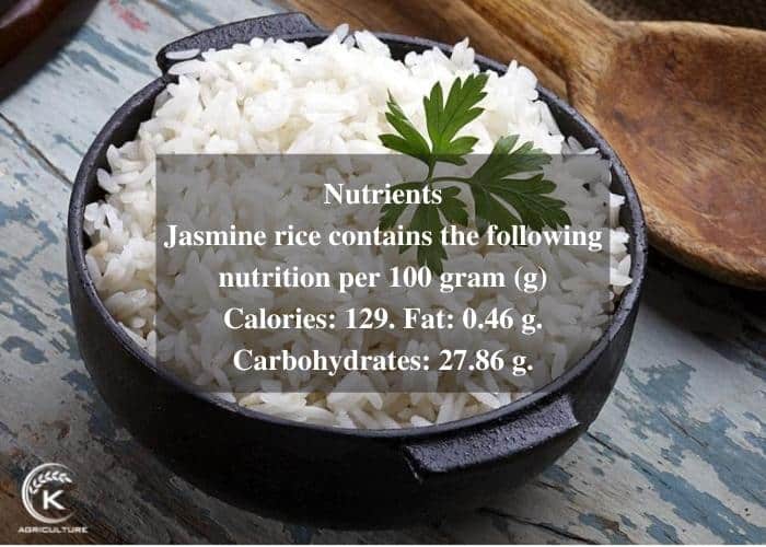 how-to-cook-jasmine-rice-3