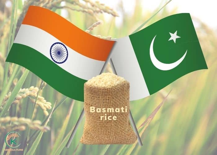 Basmati-rice-exporters-8