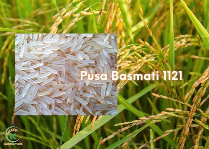 Basmati-rice-from-India-4.jpg