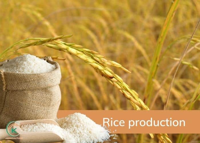 Vietnam-rice-export-to-Philippines-8