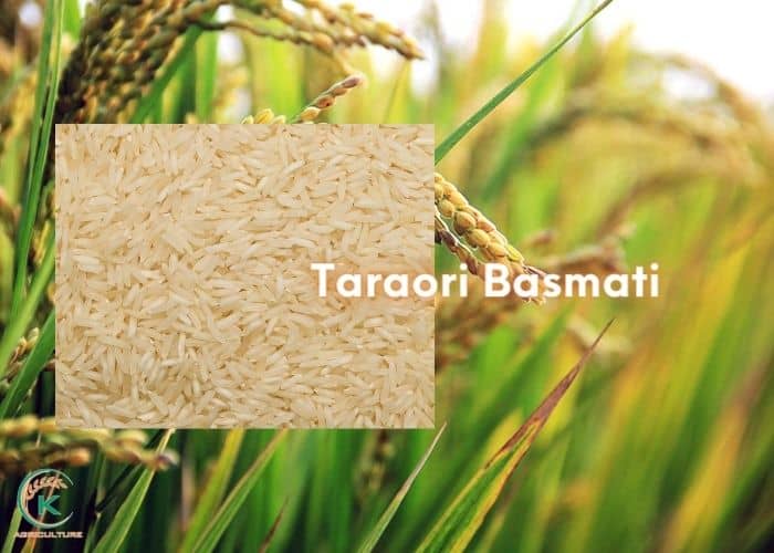 Basmati-rice-from-India-8.jpg