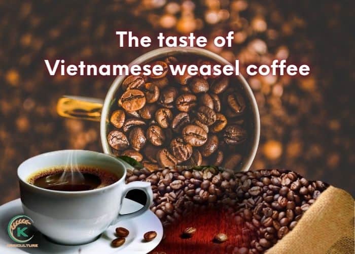 Vietnamese-weasel-coffee-3