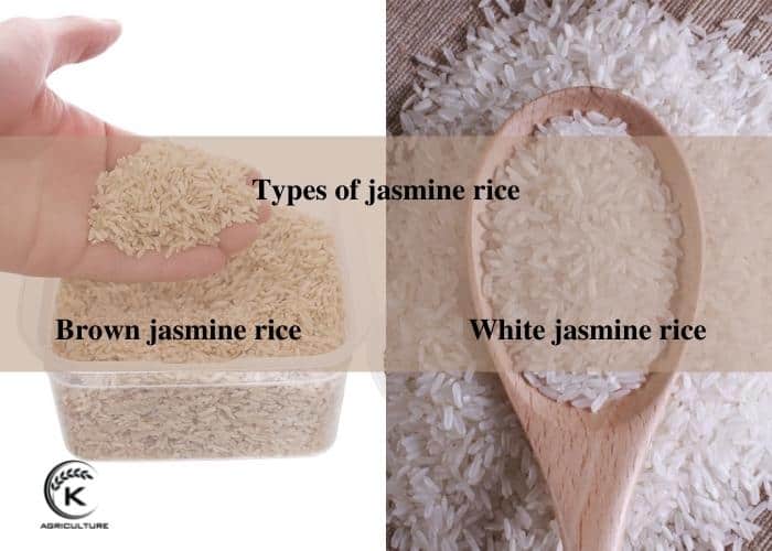 how-to-cook-jasmine-rice-1