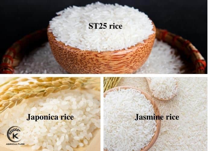 Vietnamese-rice-suppliers-1