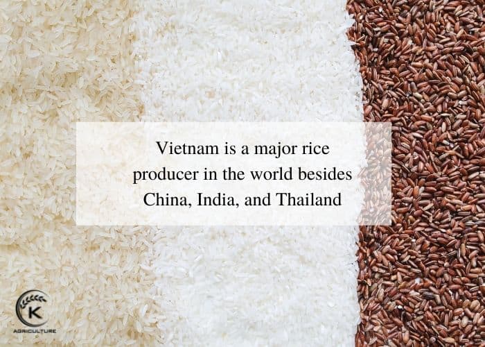 rice-companies-in-vietnam-5