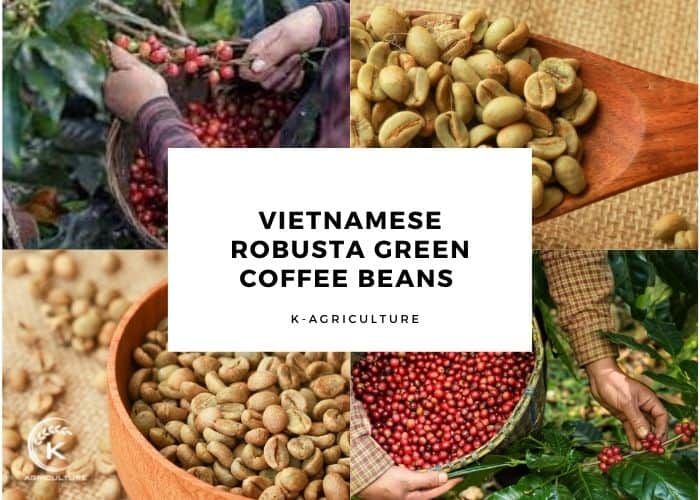 vietnam-robusta-green-coffee-beans.jpg