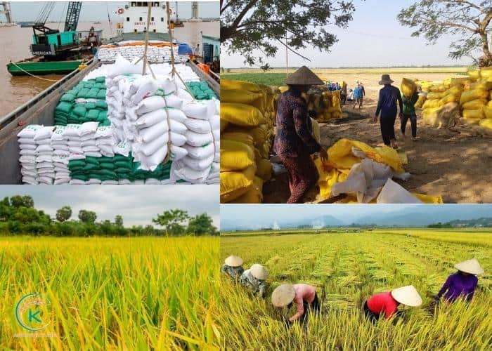 Vietnam-rice-export-price-6.jpg