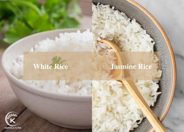 how-to-cook-jasmine-rice-4