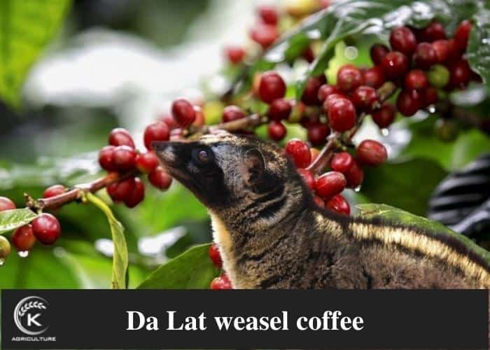 Da-Lat-weasel-coffee-1