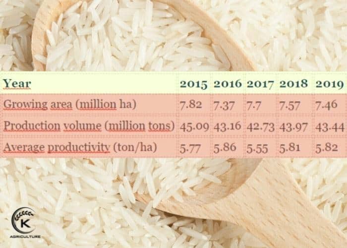 rice-companies-in-vietnam-6