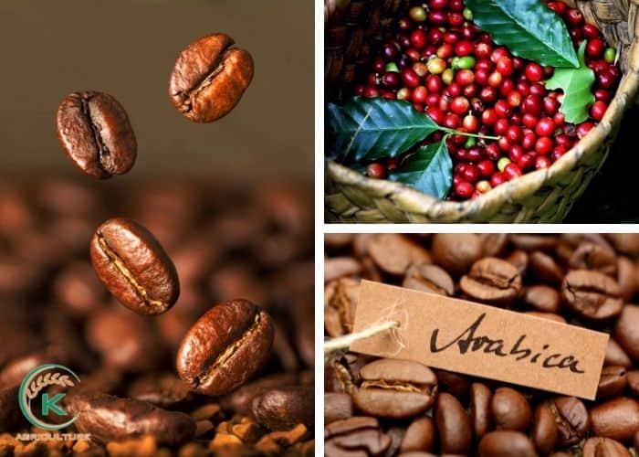 Vietnamese-coffee-beans-suppliers-2.jpg