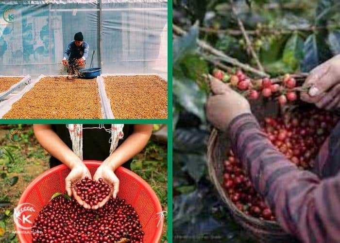Vietnam-coffee-suppliers-4.jpg