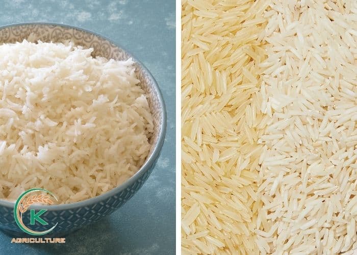 medium-grain-rice-vs-long-grain-rice-2.jpg