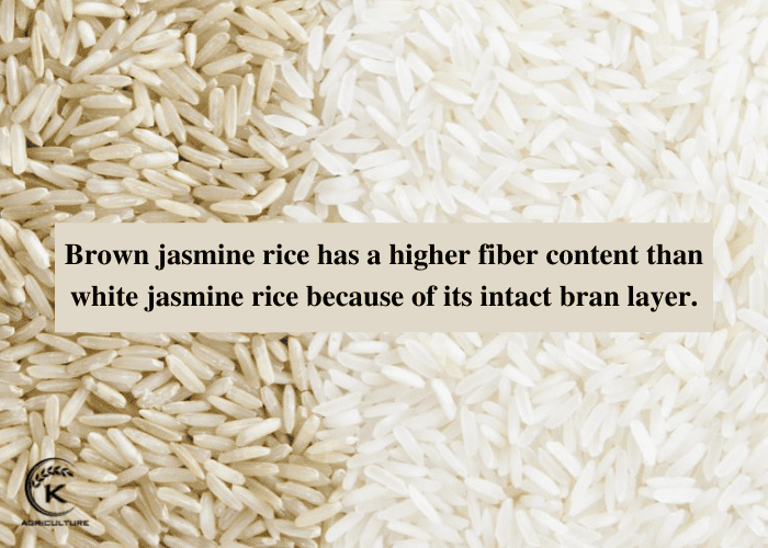 brown-jasmine-rice-3.jpg