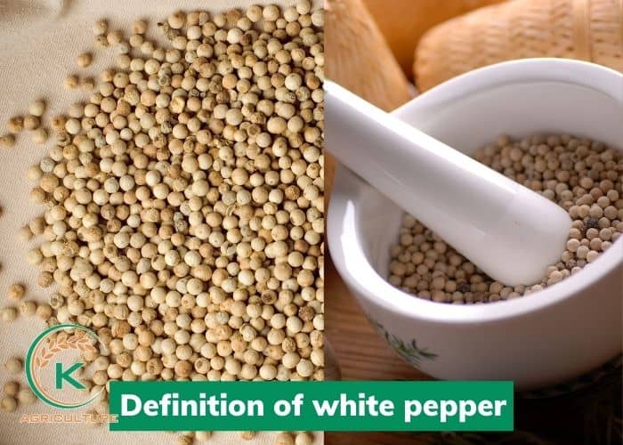 White-pepper-1.jpg