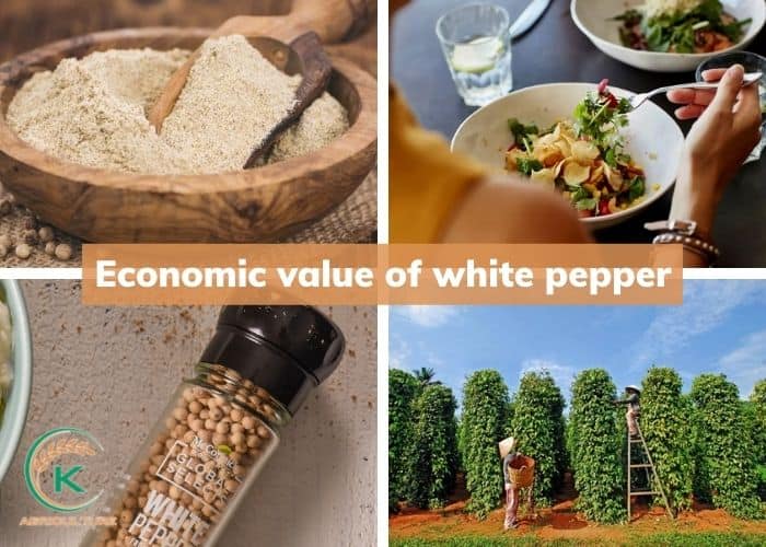 White-pepper-5.jpg