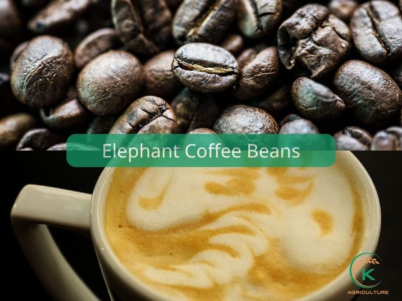 Elephant Coffee Beans