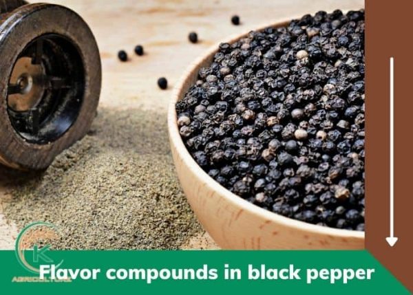 The Importance of Black Pepper: Origin, Characteristics, and Global Uses