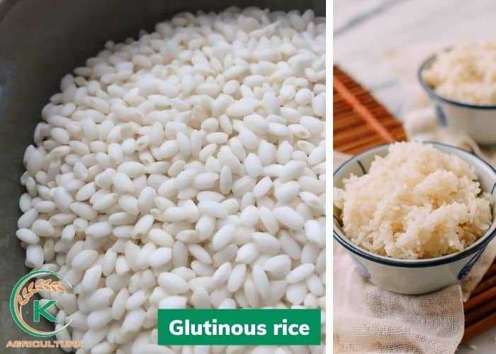 rice-from-vietnam-suppliers-5.jpg