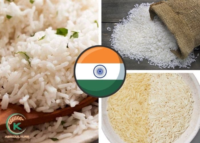 long-grain-rice-exporters-2.jpg