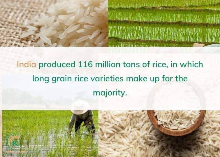 Long-grain-rice-varieties-4.jpg