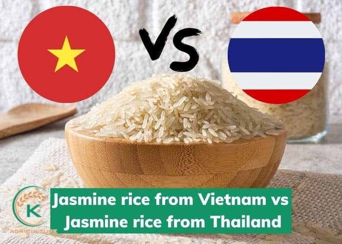 jasmine-rice-from-viet-nam-3.jpg