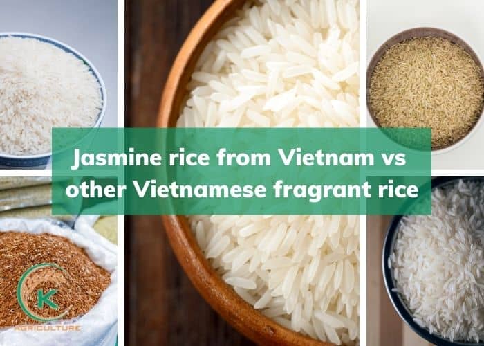 jasmine-rice-from-viet-nam-4.jpg