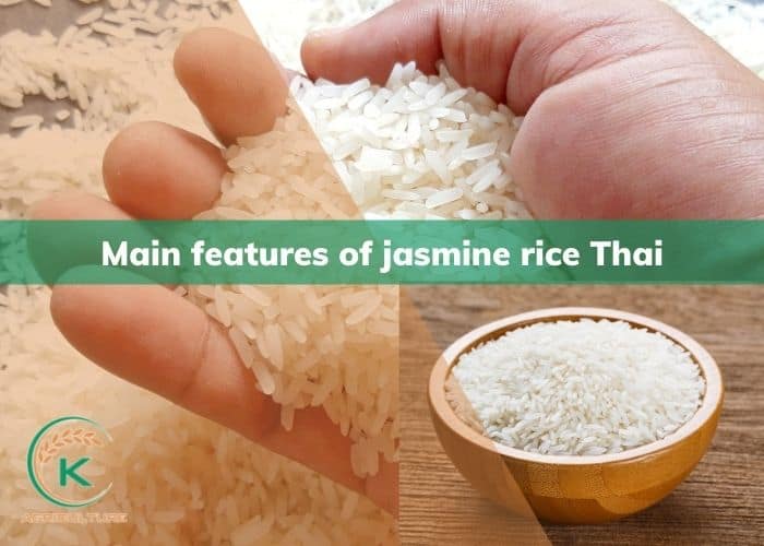 jasmine-rice-thai-2.jpg