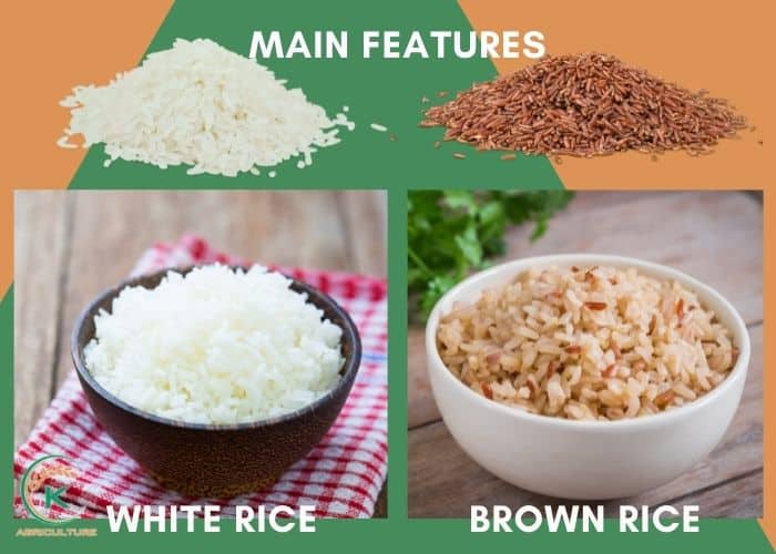 white-rice-7.jpg