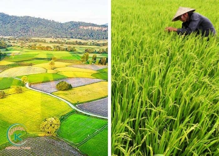 how-to-import-rice-from-vietnam-3.jpg