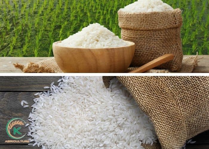 how-to-import-rice-from-vietnam-5.jpg