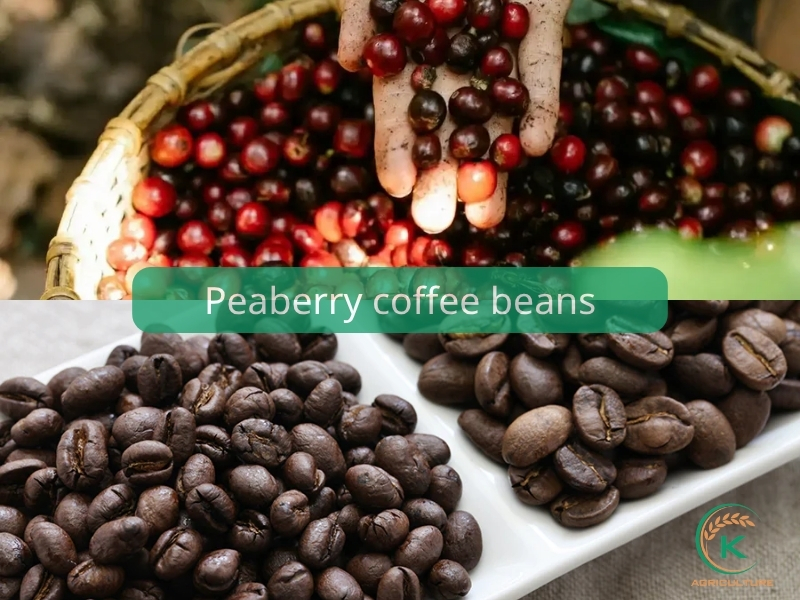 Peaberry coffee beans