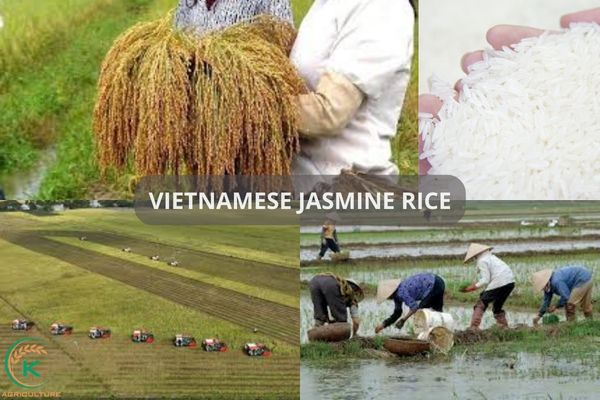 Production of Vietnamese Jasmine Rice