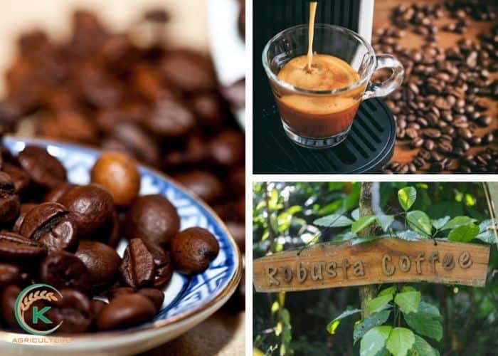 Vietnamese-coffee-beans-suppliers-1.jpg