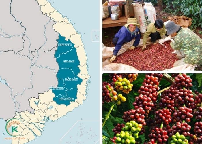 Vietnam-coffee-manufacturers-5.jpg