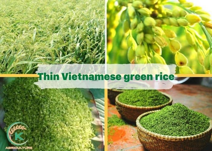 vietnamese-green-rice-6.jpg