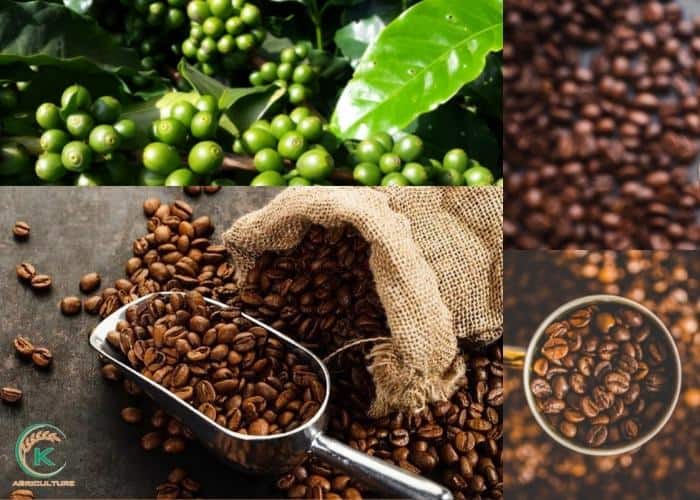 Wholesale-coffee-bean-distributors-3.jpg
