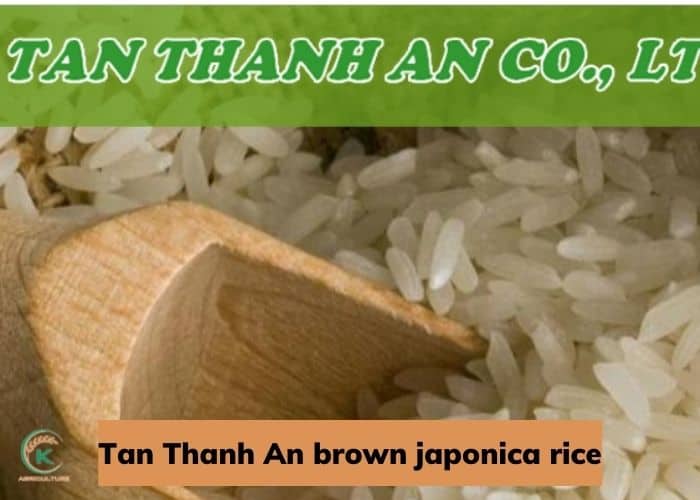 brown-japonica-rice-6.jpg