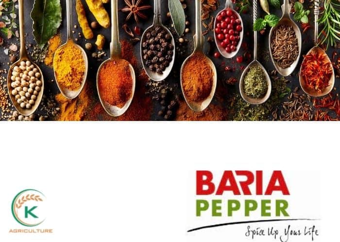 pepper-export-price-11.jpg