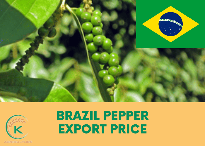pepper-export-price-3.jpg