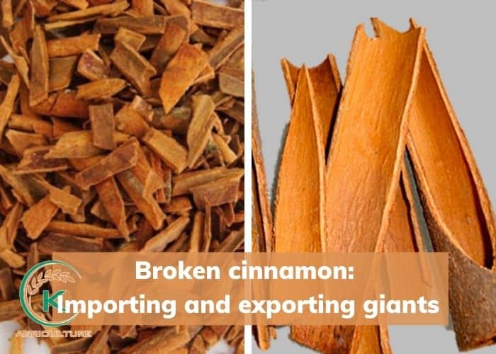broken-cinnamon-3.jpg