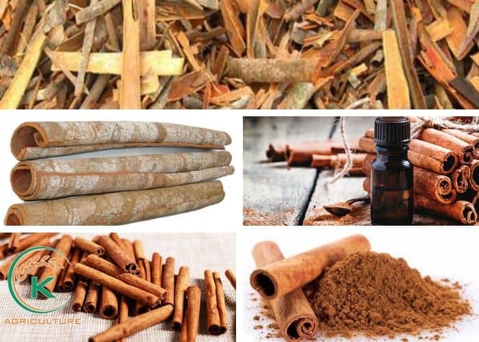 Cinnamon-production-1.jpg