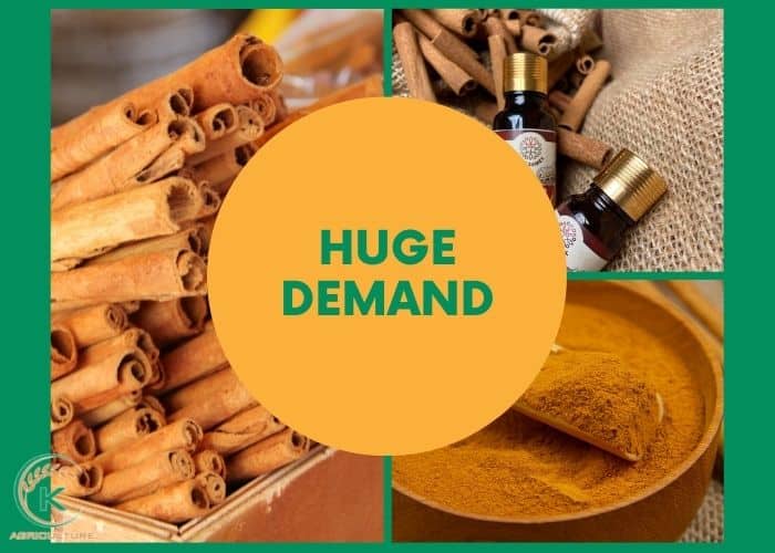 cinnamon-wholesale-price-8.jpg