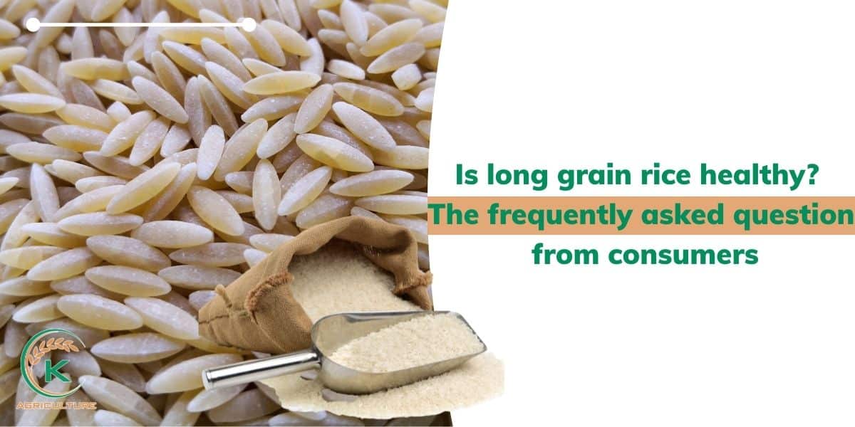 Is long grain rice healthy and things needed to know